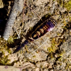 Robshelfordia sp. (genus) (A Shelford cockroach) at Aranda Bushland - 17 Sep 2023 by KorinneM