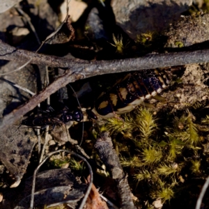 Robshelfordia sp. (genus) at Aranda Bushland - 17 Sep 2023