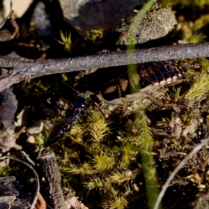 Robshelfordia sp. (genus) at Aranda Bushland - 17 Sep 2023