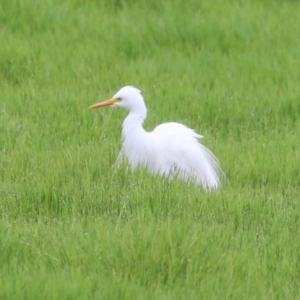 Ardea plumifera at Jerrabomberra Wetlands - 8 Jan 2024