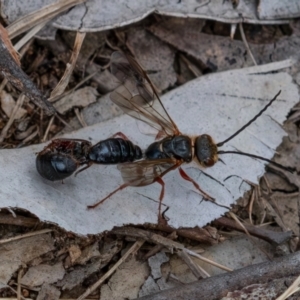 Thynninae (subfamily) at Cantor Crescent Woodland, Higgins - 7 Jan 2024 04:43 PM