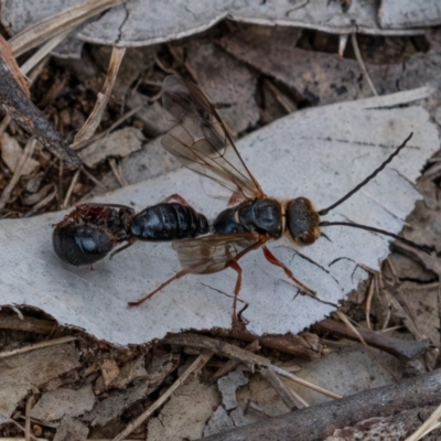 Thynninae (subfamily) (Smooth flower wasp) at Cantor Crescent Woodland, Higgins - 7 Jan 2024 by Untidy