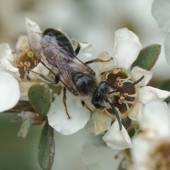 Leioproctus sp. (genus) (Plaster bee) at Cotter River, ACT - 7 Jan 2024 by DPRees125