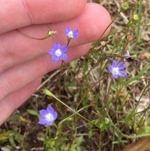 Wahlenbergia multicaulis at Garran, ACT - 1 Dec 2023