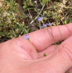 Wahlenbergia multicaulis at Garran, ACT - 1 Dec 2023 12:30 PM