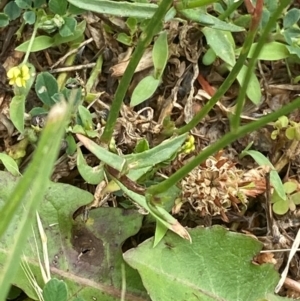 Wahlenbergia multicaulis at Garran, ACT - 1 Dec 2023 12:30 PM