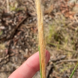 Dichelachne crinita at Isaacs Ridge and Nearby - 29 Nov 2023 05:40 PM