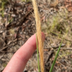 Dichelachne crinita at Isaacs Ridge and Nearby - 29 Nov 2023 05:40 PM