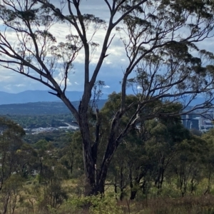 Eucalyptus melliodora at Isaacs Ridge - 29 Nov 2023