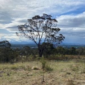 Eucalyptus melliodora at Isaacs Ridge - 29 Nov 2023