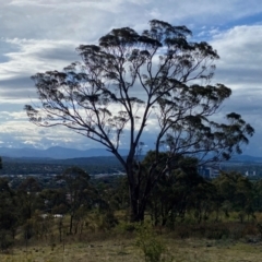 Eucalyptus melliodora at Isaacs Ridge - 29 Nov 2023 05:34 PM