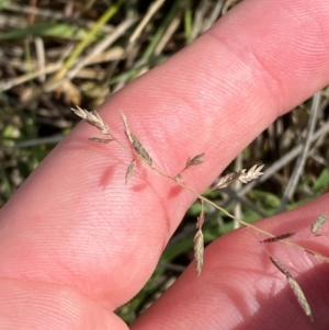 Eragrostis brownii at Isaacs Ridge and Nearby - 29 Nov 2023 05:20 PM