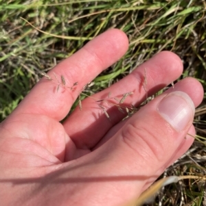 Eragrostis brownii at Isaacs Ridge and Nearby - 29 Nov 2023