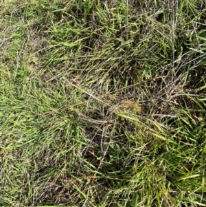 Eragrostis brownii at Isaacs Ridge and Nearby - 29 Nov 2023