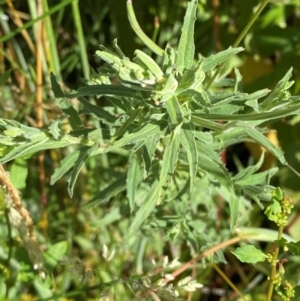 Epilobium hirtigerum at Mount Mugga Mugga - 29 Nov 2023