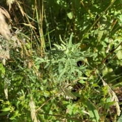 Epilobium hirtigerum at Mount Mugga Mugga - 29 Nov 2023