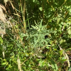 Epilobium hirtigerum at Mount Mugga Mugga - 29 Nov 2023