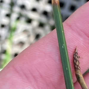 Eleocharis acuta at Mount Mugga Mugga - 29 Nov 2023 05:11 PM