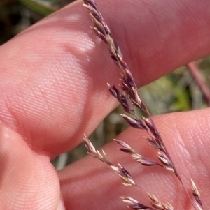 Poa sieberiana var. sieberiana at Mount Mugga Mugga - 29 Nov 2023