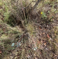 Poa sieberiana var. sieberiana at Mount Mugga Mugga - 29 Nov 2023