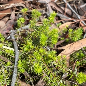 Acrotriche serrulata at O'Malley, ACT - 29 Nov 2023 04:58 PM