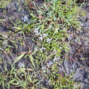 Isotoma fluviatilis subsp. australis at Mount Taylor - 8 Jan 2024