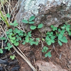 Glycine tabacina (Variable Glycine) at Mount Taylor - 8 Jan 2024 by LPadg