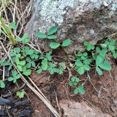 Glycine tabacina (Variable Glycine) at Mount Taylor - 8 Jan 2024 by LPadg