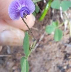 Glycine tabacina at Mount Taylor - 8 Jan 2024 05:38 PM