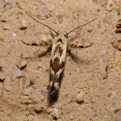 Stathmopoda melanochra (An Oecophorid moth (Eriococcus caterpillar)) at Harrison, ACT - 28 Dec 2023 by DPRees125