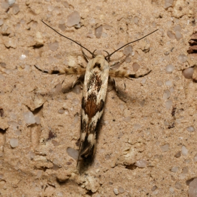Stathmopoda melanochra (An Oecophorid moth (Eriococcus caterpillar)) at Harrison, ACT - 28 Dec 2023 by DPRees125