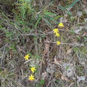 Tricoryne elatior at Mount Ainslie - 7 Jan 2024