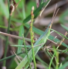 Acrida conica (Giant green slantface) at Moruya, NSW - 8 Jan 2024 by LisaH