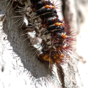 Chelepteryx collesi at Higgins Woodland - 28 Dec 2023