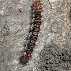 Chelepteryx collesi at Higgins Woodland - 28 Dec 2023