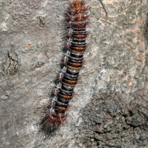 Chelepteryx collesi at Higgins Woodland - 28 Dec 2023 04:17 PM