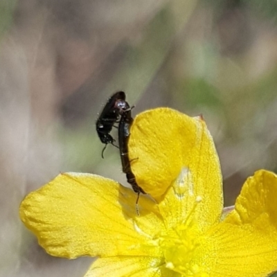 Dasytinae (subfamily) (Soft-winged flower beetle) at Gungahlin, ACT - 28 Dec 2023 by HappyWanderer