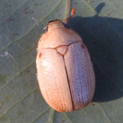 Anoplognathus pallidicollis at Lions Youth Haven - Westwood Farm A.C.T. - 8 Jan 2024 07:33 PM