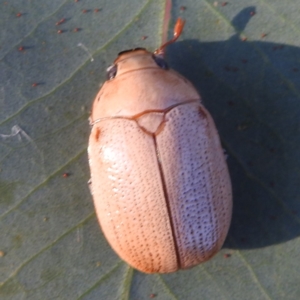 Anoplognathus pallidicollis at Lions Youth Haven - Westwood Farm A.C.T. - 8 Jan 2024