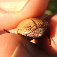 Anoplognathus pallidicollis at Lions Youth Haven - Westwood Farm A.C.T. - 8 Jan 2024