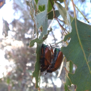 Anoplognathus brunnipennis at Lions Youth Haven - Westwood Farm A.C.T. - 8 Jan 2024