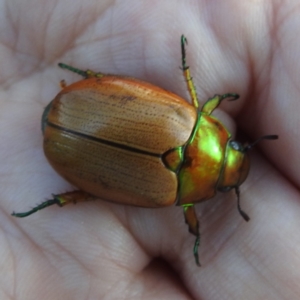 Anoplognathus brunnipennis at Lions Youth Haven - Westwood Farm A.C.T. - 8 Jan 2024