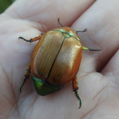 Anoplognathus brunnipennis at Lions Youth Haven - Westwood Farm A.C.T. - 8 Jan 2024