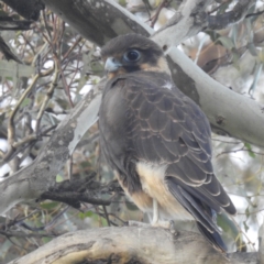 Falco berigora (Brown Falcon) at Kambah, ACT - 8 Jan 2024 by HelenCross