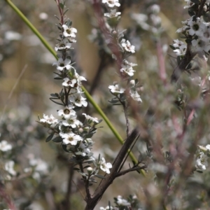 Leptospermum myrtifolium at Namadgi National Park - 7 Jan 2024 11:40 AM