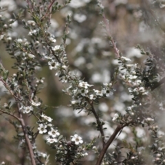 Leptospermum myrtifolium at Namadgi National Park - 7 Jan 2024 11:40 AM