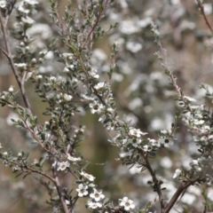 Leptospermum myrtifolium at Namadgi National Park - 7 Jan 2024 11:40 AM