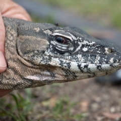 Varanus rosenbergi (Heath or Rosenberg's Monitor) at Booth, ACT - 14 Dec 2017 by DonFletcher