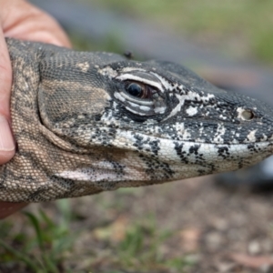 Varanus rosenbergi at Namadgi National Park - suppressed