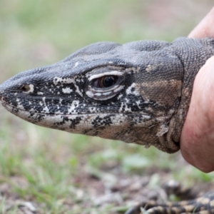 Varanus rosenbergi at Namadgi National Park - suppressed